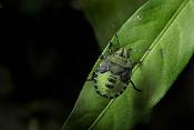 wants larve (palomena prasina) 11-2011 1206-